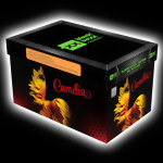 camelia-stille-feuerwerksbatterie-56-schuss-neuheit-2019-3278-medium.png